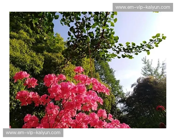 龙影与象神的咆哮：中国武术vs泰拳，一场跨越世纪的格斗宿命